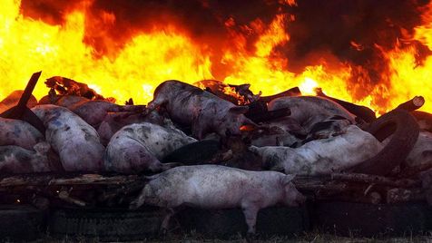 非洲猪瘟疫情还能放心吃猪肉吗